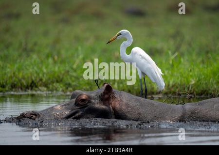 Ritratto ravvicinato di un grande egret bianco (Ardea alba) in piedi nel fiume dietro l'ippopotamo (Hippopotamus amphibius) nel Parco Nazionale del Chobe; Chobe, Botswana Foto Stock