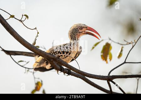 Ritratto ravvicinato di un fieno rosso del sud (Tockus rufirostris), appollaiato su un ramo di albero, il Parco Nazionale del Chobe; Chobe, Botswana Foto Stock