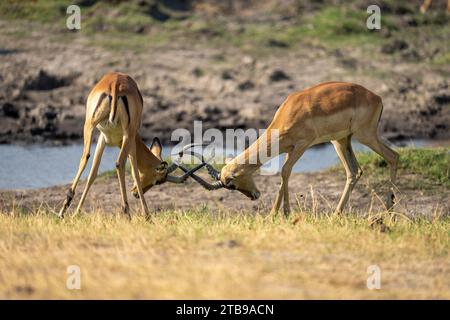 Primo piano di due impala maschili comuni (Aepyceros melampus) che combattevano sulla riva del fiume, corna chiuse, Chobe National Park; Chobe, Bostwana Foto Stock