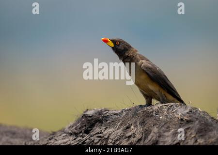 Primo piano di una pecker dal becco giallo (Buphagidae africanus) arroccata sulla spalla fangosa di un bufalo (Syncerus caffer caffer caffer) nel Chobe Natio... Foto Stock