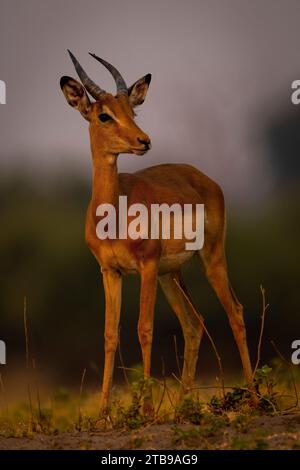 Ritratto ravvicinato di un giovane impala maschile comune (Aepyceros melampus) in piedi all'orizzonte nel Parco Nazionale del Chobe; Chobe, Bostwana Foto Stock