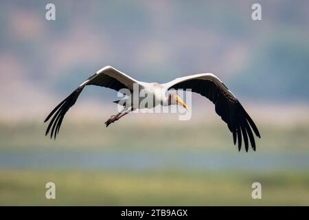 Una cicogna africana a becco giallo (Mycteria ibis) vola verso la macchina fotografica al sole, nel Parco Nazionale del Chobe; Chobe, Botswana Foto Stock