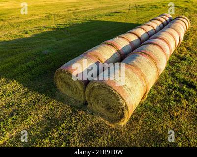 Due file di grandi balle di fieno rotonde in un campo all'alba, a ovest di Calgary; Alberta, Canada Foto Stock