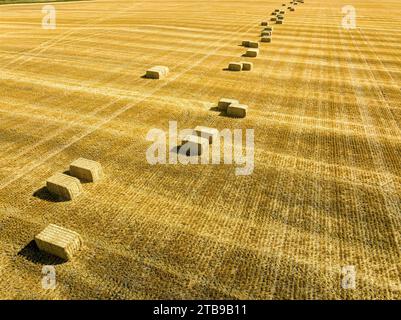 Balle di fieno rettangolari grandi in un campo tagliato, a est di Calgary, Alberta; Alberta, Canada Foto Stock