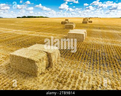 Balle di fieno rettangolari grandi in un campo tagliato con cielo blu e nuvole, a est di Calgary, Alberta; Alberta, Canada Foto Stock