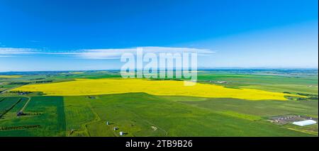 Vista aerea di un campo di canola dorato circondato da verdi campi di grano con cielo blu e nuvole, a nord-est di Calgary, Alberta; Alberta, Canada Foto Stock