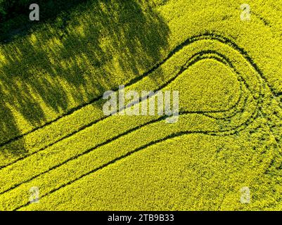 Vista aerea, guardando dritto verso il basso su un campo di canola dorato con le tracce dei trattori e le ombre degli alberi, a ovest di Calgary, Alberta; Alberta, Canada Foto Stock