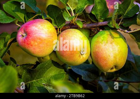 Primo piano di una fila di tre mele (Malus) appese a un ramo d'albero; Calgary, Alberta, Canada Foto Stock