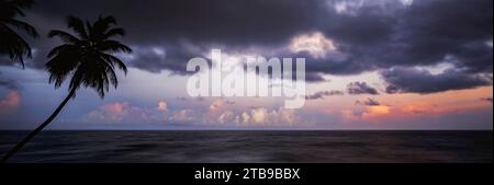 Le palme si stagliano contro un cielo crepuscolo; Saint Vincent Island, Saint Vincent e Grenadine Foto Stock