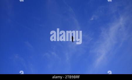 Portato sulla spiaggia di Filey intorno a un teatime che cerca di centralizzare un gabbiano di passaggio in nuvole di silhouette dietro suggeriscono che una creatura alata è stata catturata in volo. Foto Stock