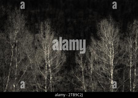 alberi, all'inizio della primavera Foto Stock