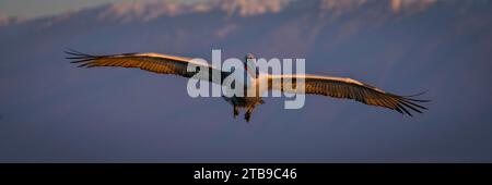 Panorama del pellicano dalmata (Pelecanus crispus) che vola oltre le montagne; Macedonia centrale, Grecia Foto Stock