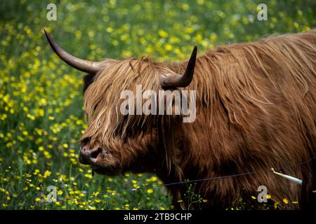 Scottish Highland Bull Cattle; Bear River, nuova Scozia, Canada Foto Stock