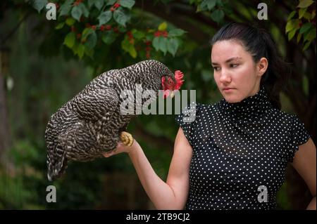 Young Woman possiede un pollo di roccia barrata (Gallus domesticus sp.); Lincoln, Nebraska, Stati Uniti d'America Foto Stock