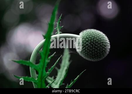 Dettaglio ravvicinato di una pianta bulbosa con punte in un giardino botanico: Annapolis Royal, nuova Scozia, Canada Foto Stock