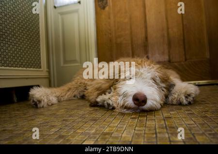 Vista a livello della superficie di un cane sdraiato sul pavimento a casa; Lincoln, Nebraska, Stati Uniti d'America Foto Stock