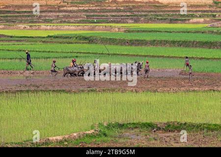 Pastori malgasci e giovani ragazzi che guidano zebus attraverso campi di riso fangosi nella regione dell'alta Matsiatra, nelle Highlands centrali, in Madagascar e in Africa Foto Stock