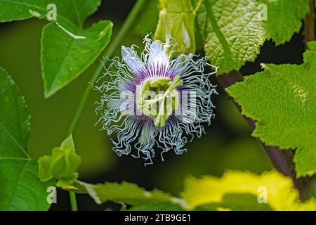 Primo piano della fioritura del frutto della passione (Passiflora edulis) specie di fiore della passione originaria del Brasile meridionale, Sud America Foto Stock