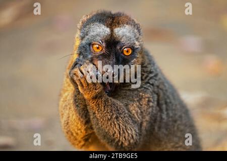 Lemure bruno con fronti rossi meridionali (Eulemur rufifrons) sull'isola di Lemur vicino ad Andasibe, Moramanga, Alaotra-Mangoro , Madagascar, Africa Foto Stock