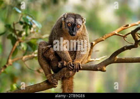 Lemure bruno con fronte rosso meridionale (Eulemur rufifrons) con bambino a Lemur Island vicino ad Andasibe, Moramanga, Alaotra-Mangoro , Madagascar, Africa Foto Stock