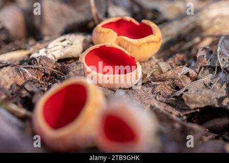 Sarcoscypha austriaca - un raro fungo non commestibile saprobico noto come l'elfcup scarlatto. Coppe di funghi beige scarlatto all'interno che crescono su una crusca di alberi caduti Foto Stock