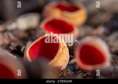 Sarcoscypha austriaca - un raro fungo non commestibile saprobico noto come l'elfcup scarlatto. Coppe di funghi beige scarlatto all'interno che crescono su una crusca di alberi caduti Foto Stock