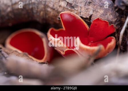 Sarcoscypha austriaca - un raro fungo non commestibile saprobico noto come l'elfcup scarlatto. Coppe di funghi beige scarlatto all'interno che crescono su una crusca di alberi caduti Foto Stock