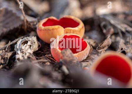 Sarcoscypha austriaca - un raro fungo non commestibile saprobico noto come l'elfcup scarlatto. Coppe di funghi beige scarlatto all'interno che crescono su una crusca di alberi caduti Foto Stock