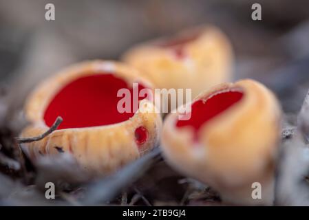 Sarcoscypha austriaca - un raro fungo non commestibile saprobico noto come l'elfcup scarlatto. Coppe di funghi beige scarlatto all'interno che crescono su una crusca di alberi caduti Foto Stock