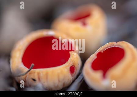 Sarcoscypha austriaca - un raro fungo non commestibile saprobico noto come l'elfcup scarlatto. Coppe di funghi beige scarlatto all'interno che crescono su una crusca di alberi caduti Foto Stock