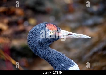 Graziosa gru dal collo nero, Grus nigricollis, un incantevole simbolo dell'Himalaya. Ammira la sua elegante statura e la maestosa presenza in alto Foto Stock