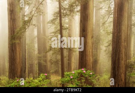 Nebbia i rododendri e il sole nella foresta di sequoie. Redwood National and State Park, California Foto Stock