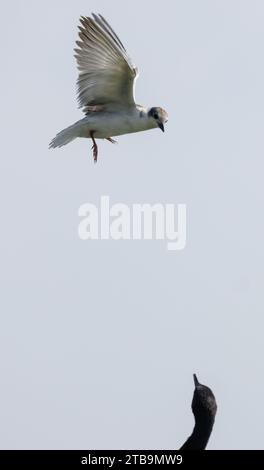 Una terna Whiskered in volo sullo sfondo di cielo blu e acqua Foto Stock