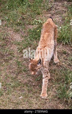 Una lince sull'erba, vigile, felina. solitario, gatti, niente persone, vegetazione, verde, erba, vista frontale, non sdraiata Foto Stock