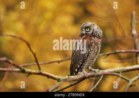 Scops Owl, Otus Scops, seduto su un ramo d'albero nella foresta. Fauna selvatica e animali della natura. Piccolo gufo ritratto di dettaglio nella natura, re ceco Foto Stock