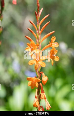 Primo piano dei fiori di giglio arancio (Watsonia) in fiore Foto Stock