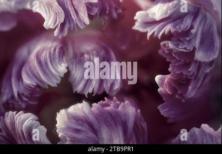 Parrot Tulip da vicino. Foto Stock