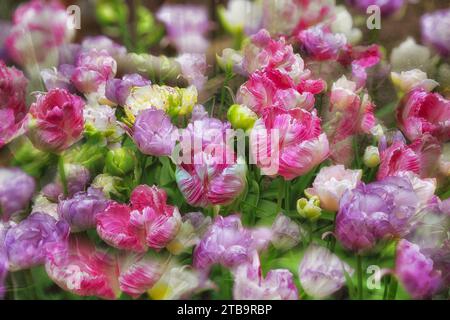 Parrot Tulips. Foto Stock