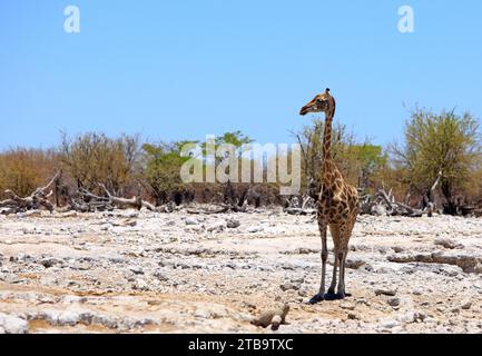 Una Giraffa solitaria (Giraffa Camelopardalis) che guarda sulla savana africana rocciosa e secca nel Parco Nazionale di Etosha Foto Stock
