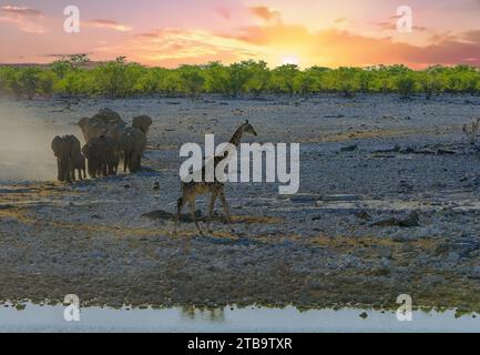 Mandria familiare di elefanti che cammina verso una sorgente d'acqua, con una grande giraffa in primo piano a piedi - Parco Nazionale di Etosha, Namibia Foto Stock