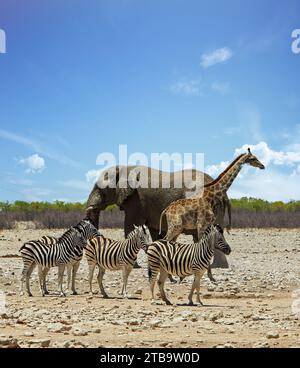 Vista ritratto di un elefante, branco di zebre e una giraffa in piedi insieme sulla savana africana Foto Stock