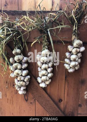 Trecce all'aglio appese su una porta del fienile. Foto Stock