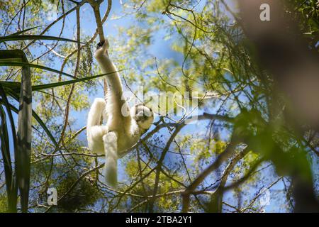 Il lemuro bianco Sifaka di Verreaux, appeso a un ramo di alberi nel loro habitat naturale: Il parco di Isalo, Madagascar Foto Stock