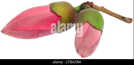 Fiore di cotone di seta rosso noto anche come Bombax Ceiba Foto Stock