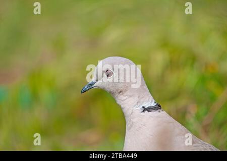 Primo piano della testa di colomba eurasiatica (Streptopelia decaocto). Foto Stock