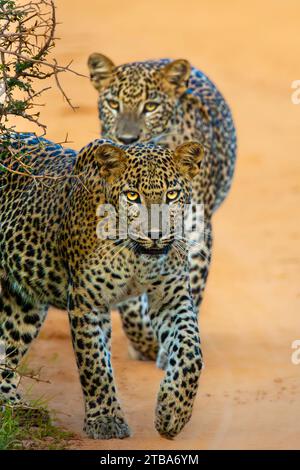 leopard big cat Foto Stock