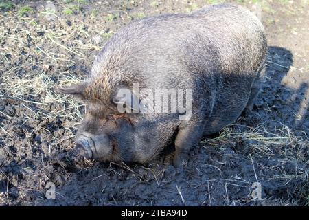 Mangalica Pig 1 Foto Stock