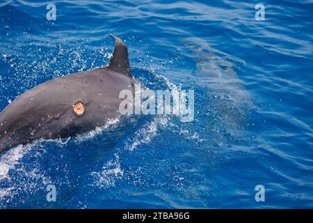 Gray's Spinner Dolphin o Hawaiian Spinner Dolphin, Stenella longirostris, con una ferita di squalo tagliatore di biscotti, Isistius brasiliensis, al largo del Democratico Foto Stock