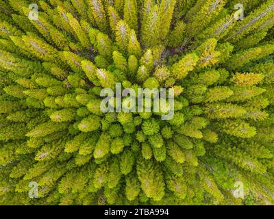 Una vista aerea di una pineta sul lato del vulcano Haleakala, Maui, Hawaii, USA. Foto Stock