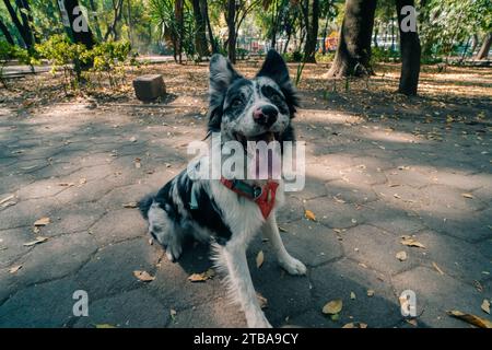 Cane da pastore australiano Blue merle nell'area del parco urbano. Foto di alta qualità Foto Stock